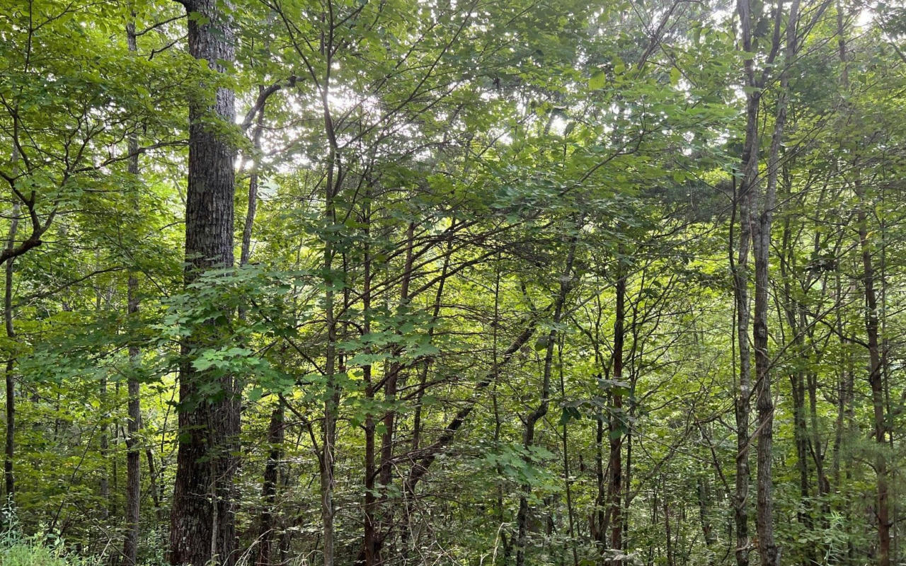 LOT 13 PRESERVE AT BEACH MOUNTAIN, BRASSTOWN, NC 28902, photo 1 of 18
